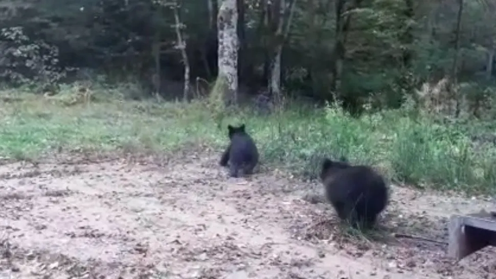 Urșii au atacat din nou. Revoltă în Bistrița-Năsăud, după ce un om a ajuns cu răni grave la spital. „În fiecare săptămână se întâmplă”