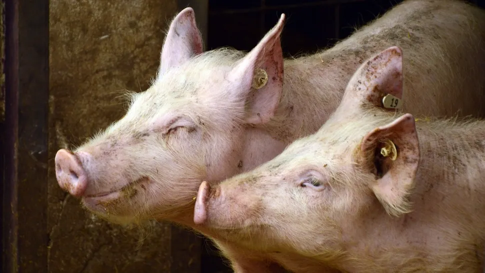 Avertisment ANSVSA pentru fermieri și stăpânii de animale: ce trebuie să facă în zilele de caniculă