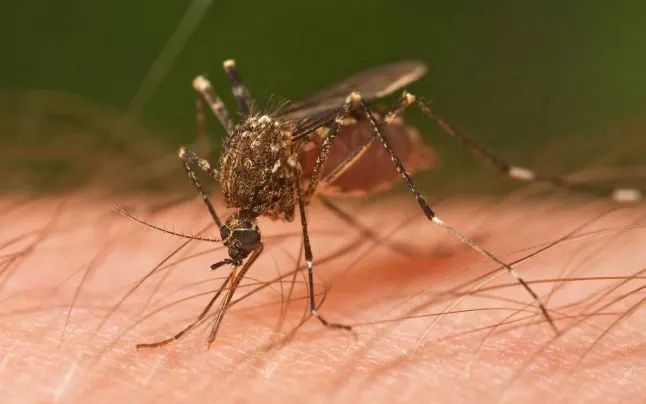 Confirmare oficială: caz de virus West Nile, la Iași