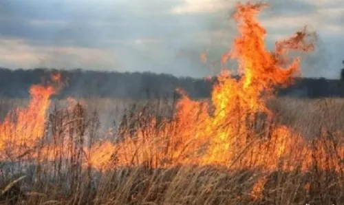 La un pas de moarte după ce a dat foc la niște strujeni