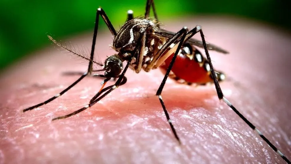 Două cazuri noi de West Nile