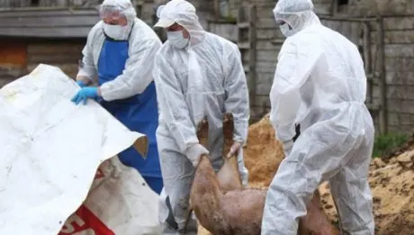 Suspiciune de pestă porcină, la frontieră: porc găsit mort pe Prut