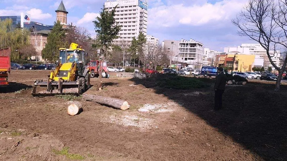 Primăria Iași a pus la pământ brazii din fața Palatului. Cum se scuză Chirica (FOTO - VIDEO)