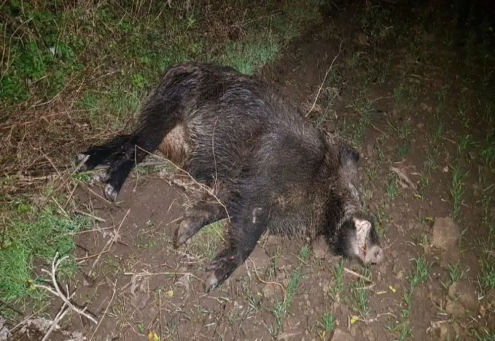 Alertă de pestă porcină la Iași