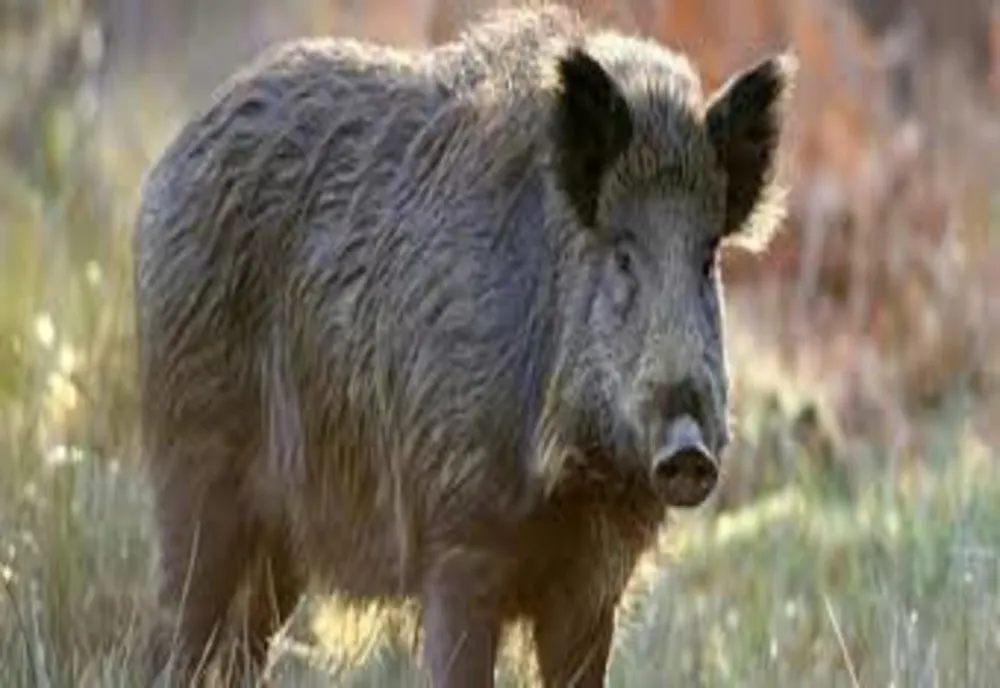 Caz șocant la Iași. Un tânăr a fost muşcat de picior de un porc mistreţ