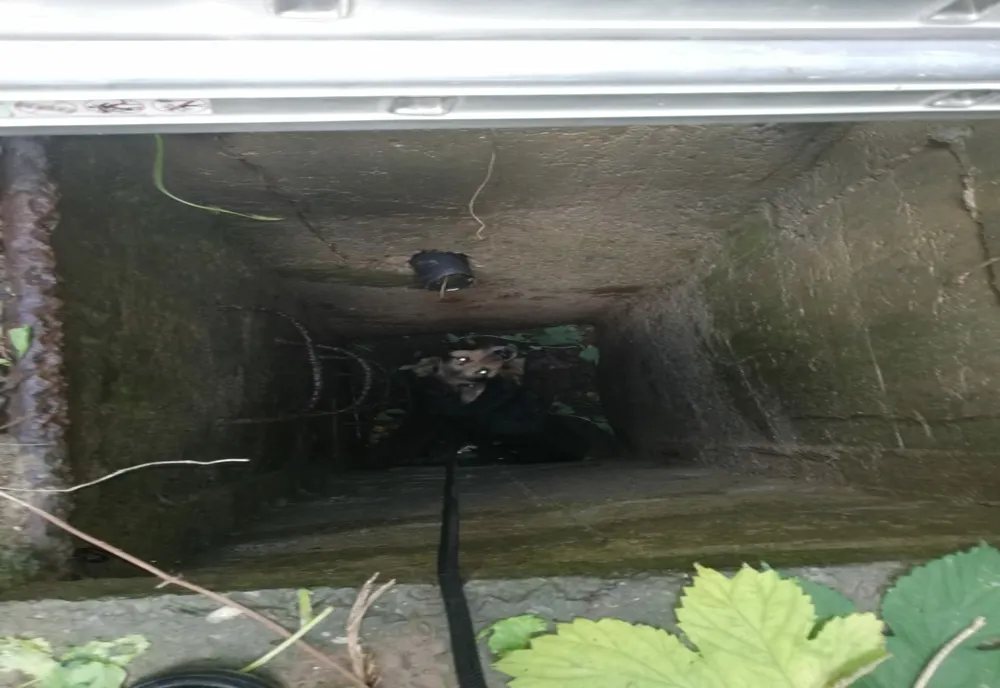 Cățel salvat de pompieri (FOTO/ VIDEO)
