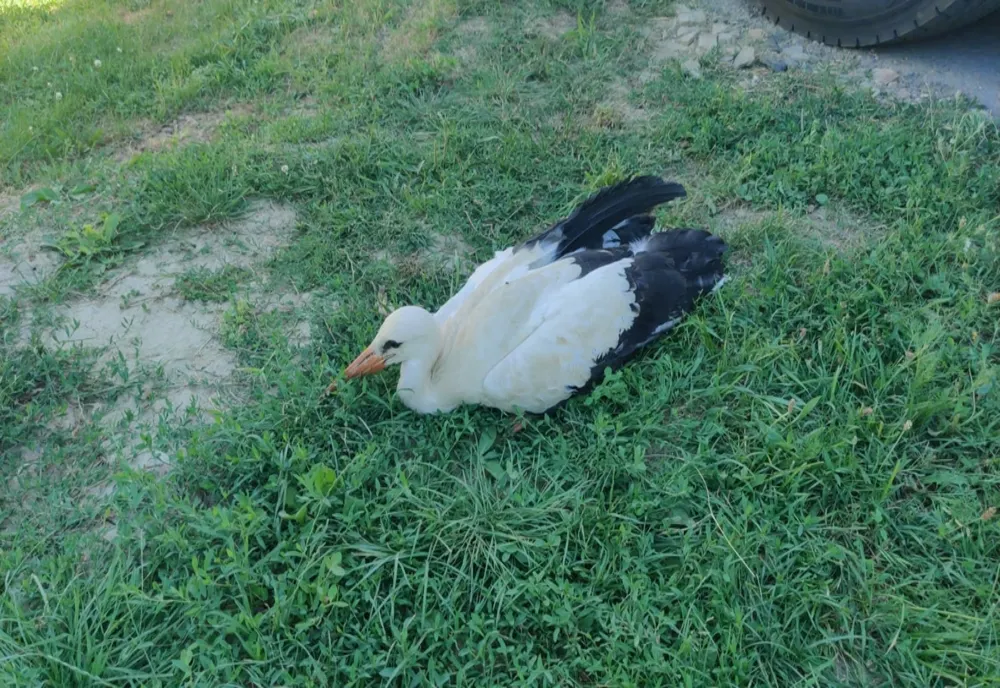 Pui de barză rănit grav după căderea din cuib - VIDEO