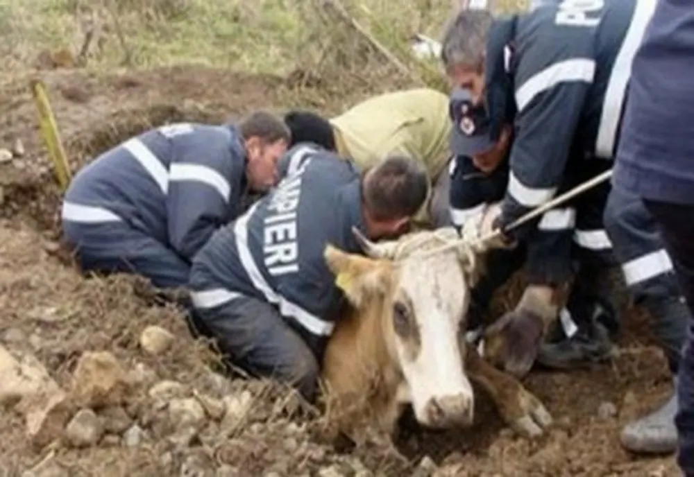 Misiune ISU în Iași: VACA. Animal căzut în canal, pe strada Tabacului 