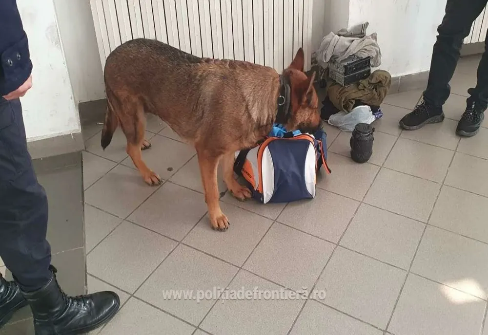 Droguri de risc descoperite la controlul de frontieră