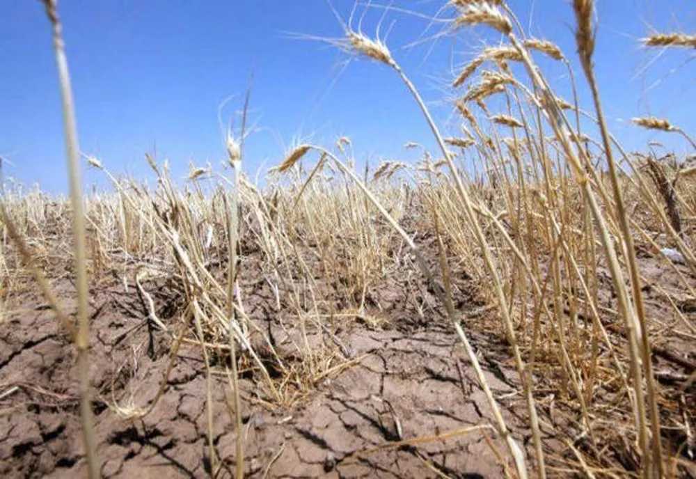 Fermierii vor putea să schimbe destinaţia culturii afectate de secetă