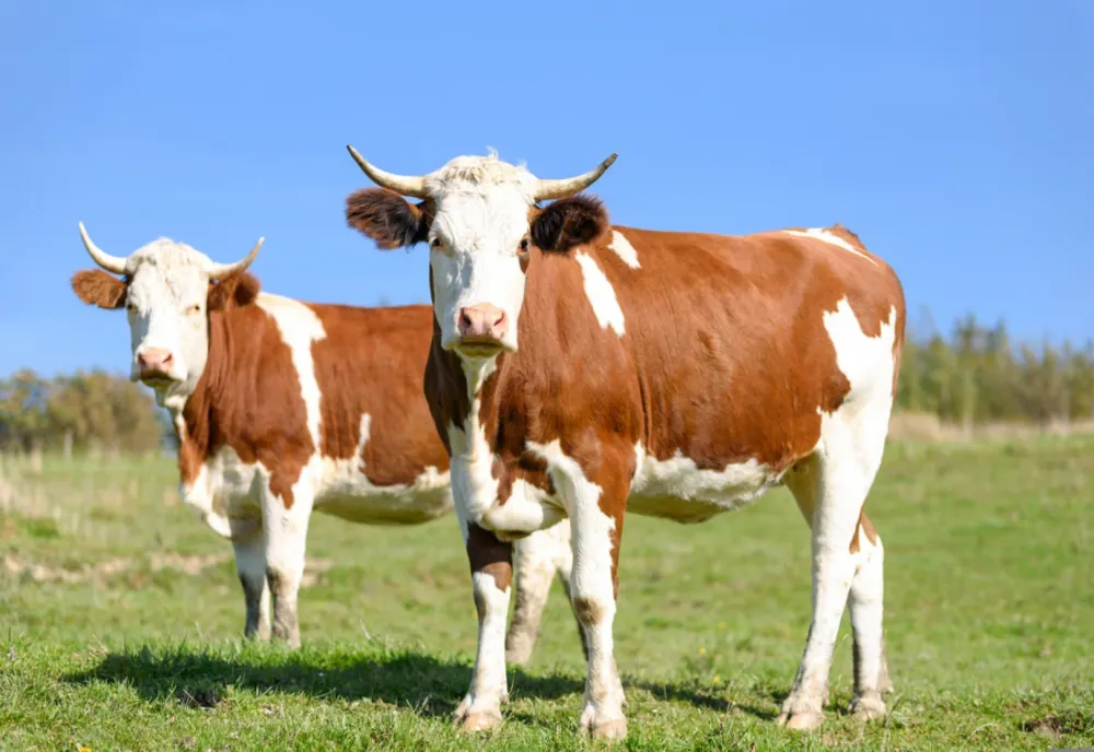 Guvernul a aprobat plafonul de 185,48 milioane euro, care se acordă crescătorilor de animale pentru schemele de sprijin cuplat în sectorul zootehnic