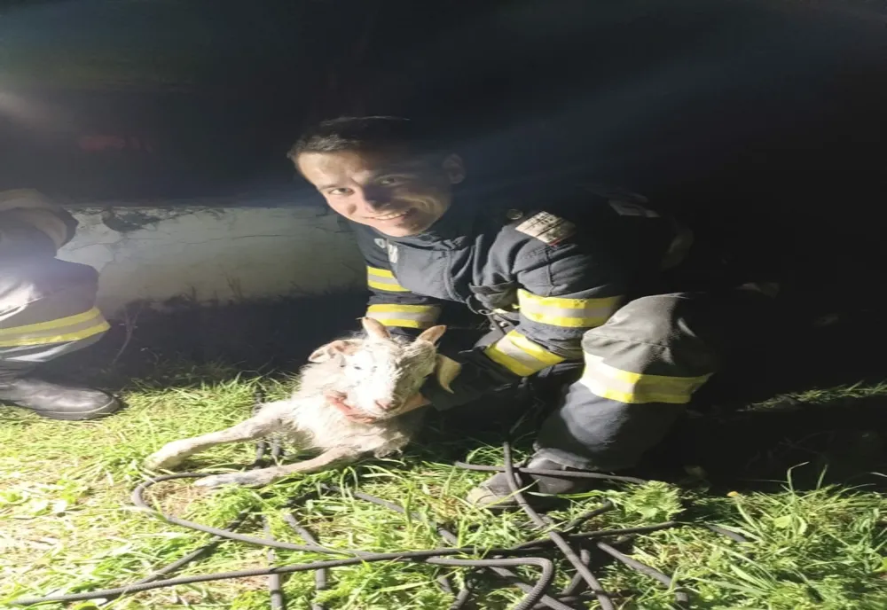 Ied, salvat de pompieri! Căzuse într-o fântână
