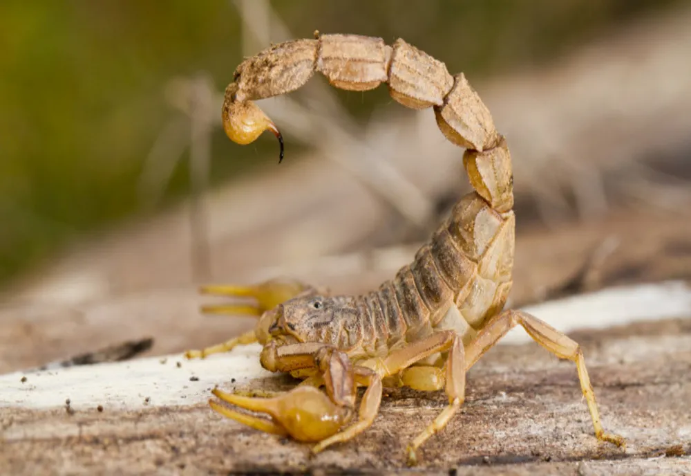 Scorpionul care a speriat o femeie în urmă cu două luni, poate fi vizitat la Stațiunea Agigea