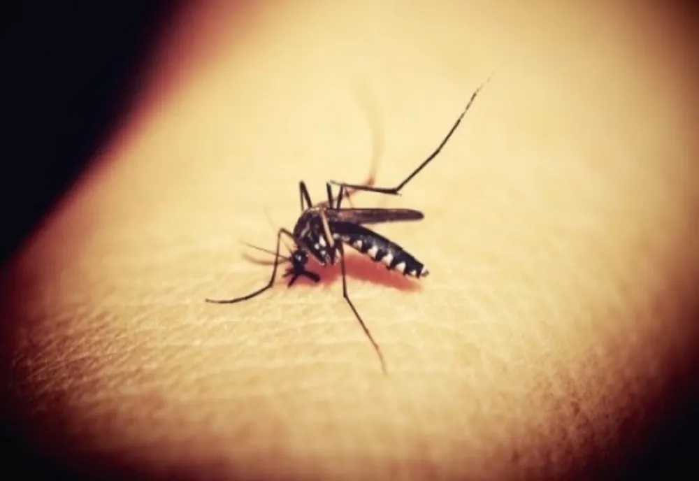INSP RAPORTEAZĂ 47 DE CAZURI DE INFECȚIE CU VIRUSUL WEST NILE ȘI 4 DECESE