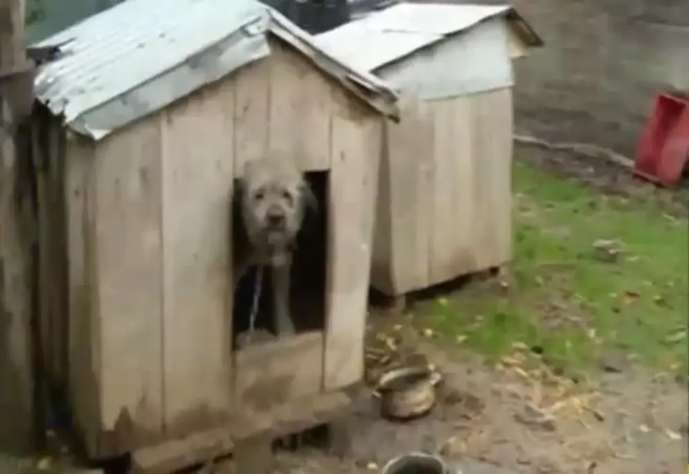 Guvernul pune taxă pe orice, vom plăti inclusiv pentru cușca animalelor