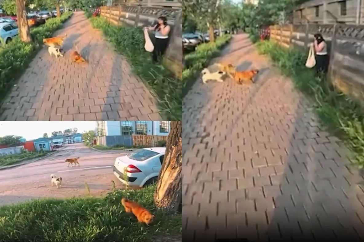Scene de groază pe o stradă din Iași: femeie atacată de câini. Un adolescent de 17 ani a sărit să o salveze