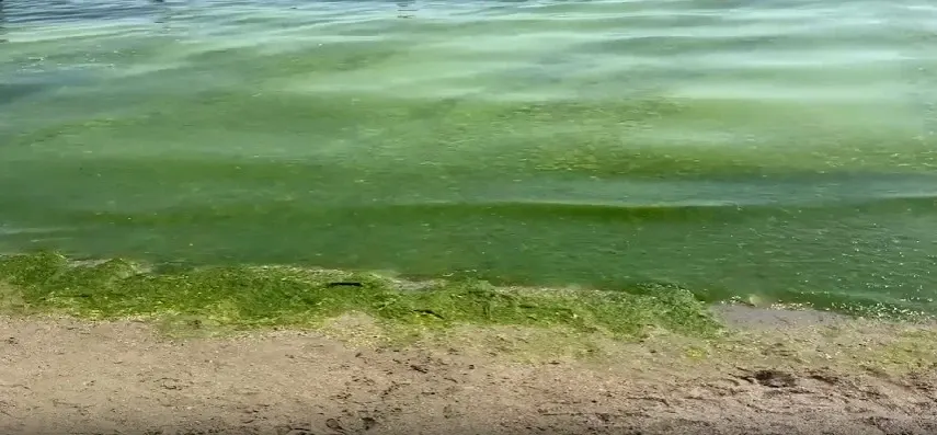 Covor de alge pe litoral. Mirosul e greu de închipuit