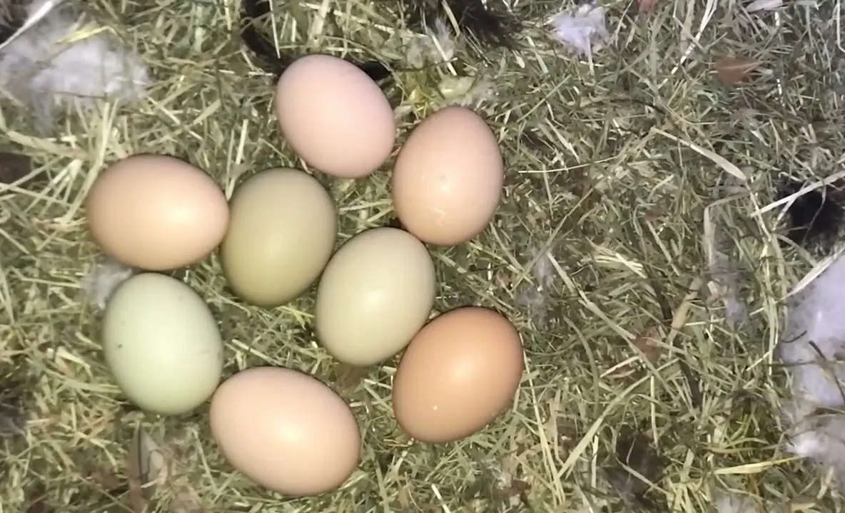 Tot mai mulți români se mută de la oraș la sat pentru o viață mai ieftină, mai liniștită și mai aproape de natură