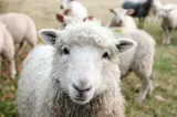 Focar de variolă ovină confirmat la o fermă cu 600 de oi din Popești, județul Iași: exploatația a fost izolată, iar animalele receptive vor fi ucise