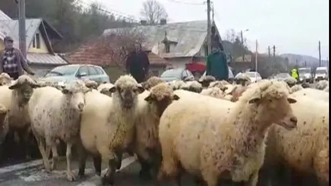 Revoltă în zootehnie