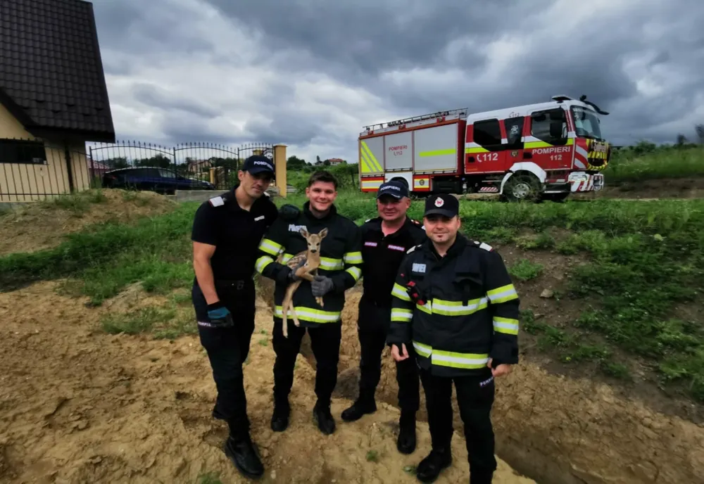 Pui de căprioară salvat de pompierii ieșeni - VIDEO