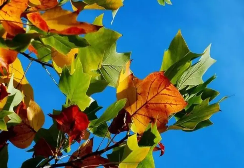 Temperaturi de primăvară în octombrie. SCHIMBĂRI IMPORTANTE, așteptate de miercuri: ce se întâmplă în weekend