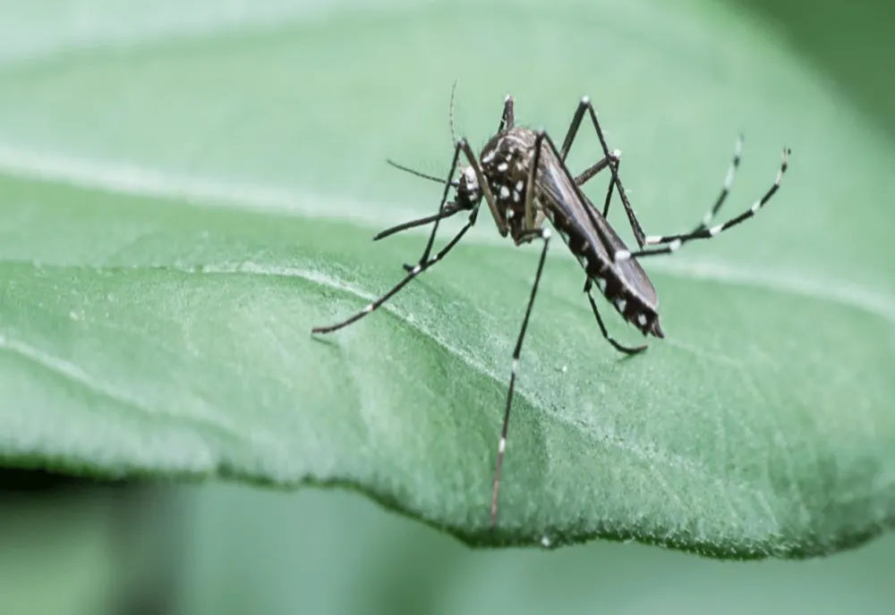 Plantele care alungă țânțarii și insectele nedorite