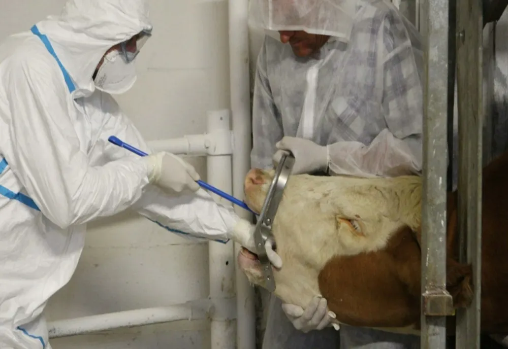 Alertă de ANTRAX la Iași. 3 muncitori de la o fermă de bovine, internați de urgență