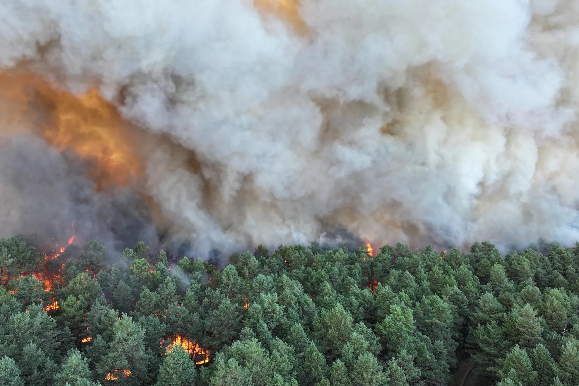 Incendiu pădure Fontainebleau, Franța/ Profimedia 