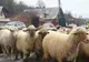 Crescătorii de ovine ies în stradă și avertizează că vaccinarea ar putea distruge exporturile pentru 3-5 ani