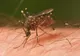 Confirmare oficială: caz de virus West Nile, la Iași