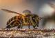 Proiect internaţional privind biodiversitatea, la Iaşi