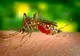 Bărbatul mort din cauza virusului West Nile a stat o lună la terapie intensivă