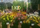 Interes ridicat pentru expoziția de flori de toamnă de la Grădina Botanică