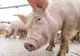 Dus de urgenţă la spital, după ce a fost muşcat de PORC