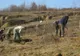 Proiect de împădurire de peste 5 milioane lei, în județul Iași
