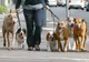 Recensământul animalelor de companie. Sunt blocuri cu peste 150 de câini declarați