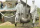Suspiciune de pestă porcină africană într-o localitate din judeţul Iaşi