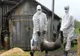 Din păcate, s-a confirmat! Pestă porcină africană în două localități de lângă municipiul Iaşi