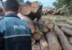 Controale în toată țara pentru protejarea fondului forestier. 74 de dosare penale într-o săptămână