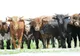 Oportunități pentru fermieri:  status-ul de sănatate al țării noastre facilitează costuri mai scăzute la export