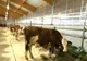 A fost majorat ajutorul de stat pentru sectorul creșterii animalelor