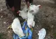 Identificat de polițiști după ce a furat din curtea unei femei patru păsări
