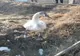 Lebede salvate de polițiști 