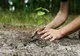 Planul de plantări primăvară - toamnă 2021