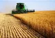 Culisele statului paralel | Fermierii, în pericol din cauza noii legi privind vânzarea terenurilor agricole
