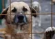 Amendă pentru administratorul unui adăpost de animale din Pașcani