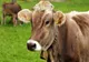 Sprijin fianciar pentru crescătorii de bovine! Cât ar putea primi fermierii