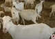 Afacere de succes cu lapte de capră la numai de 30 de ani! Și-a deschis propria fermă, în Iași, cu 100.000 de euro