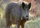 Tânăr, în comă, după ce a fost mușcat de un porc mistreț, în Iași